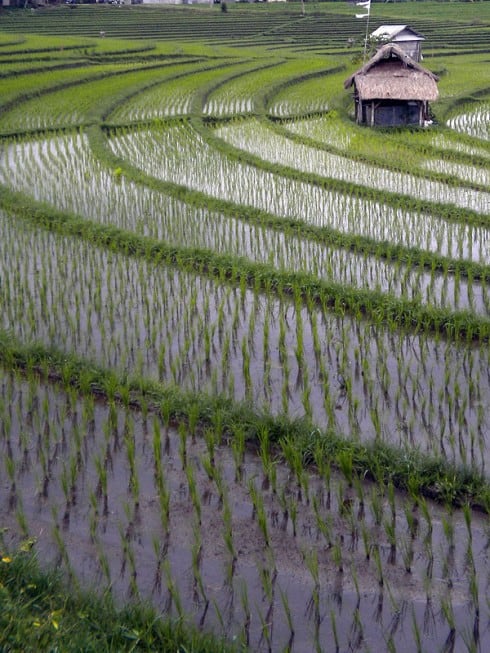 Rice paddies