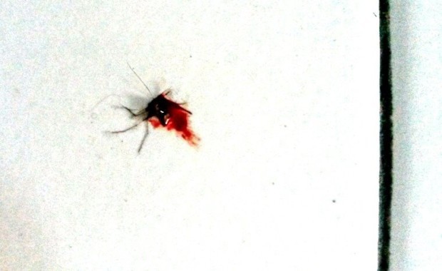 mosquitos-malaria-and-dengue-fever-in-Bali