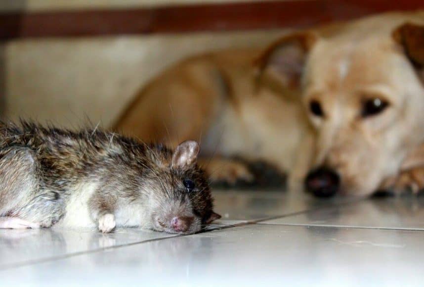 Sometimes a dog kills a rat and then looks at it...