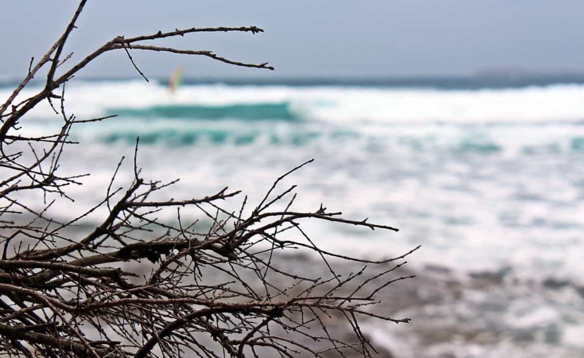 Windsurfers...even branches are more interesting..:)
