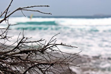 Windsurfers...even branches are more interesting..:)