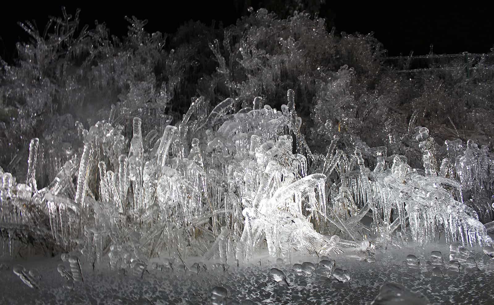 Frozen tree branches surrounded by ice.