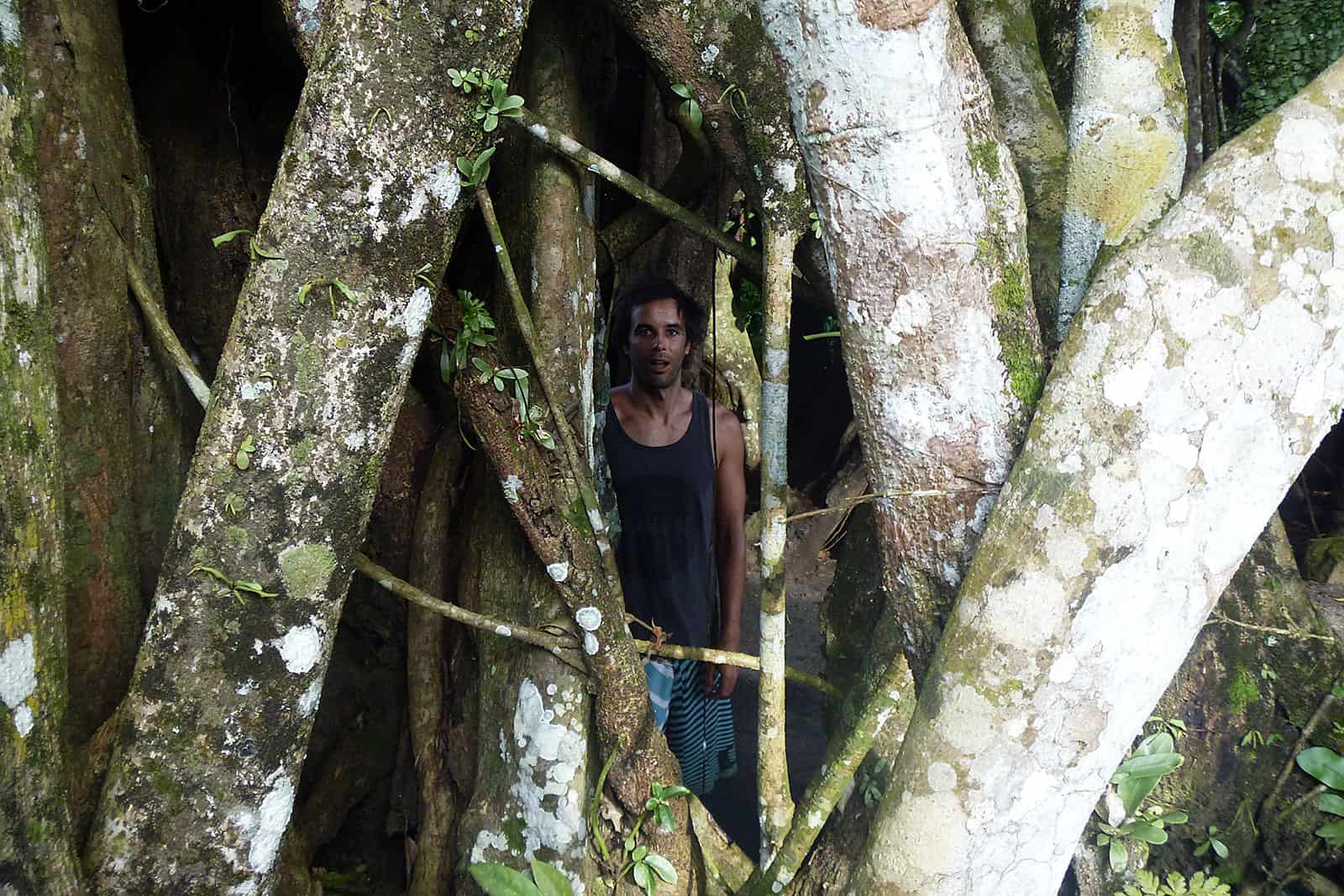 Bunut Bolong Tree
