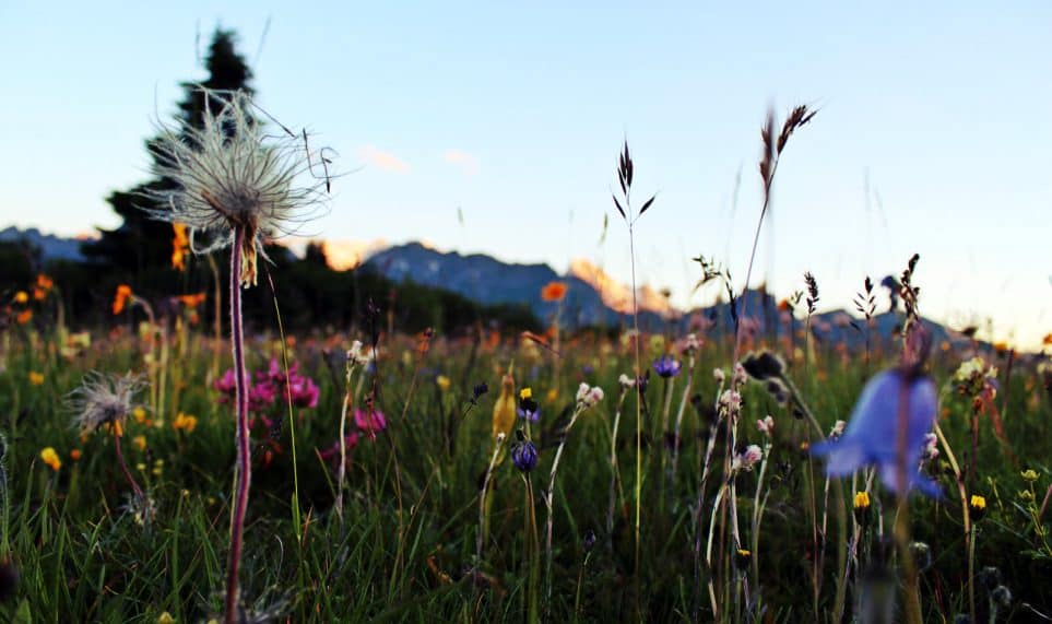 Dolomites-mountain-meadow