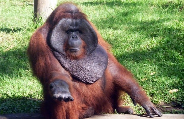 orangutan-in-Bali-ZOO