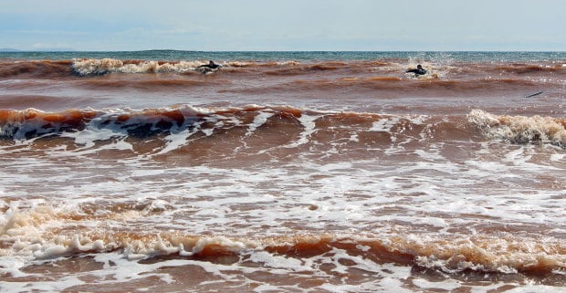 Surfers paddling for a wave