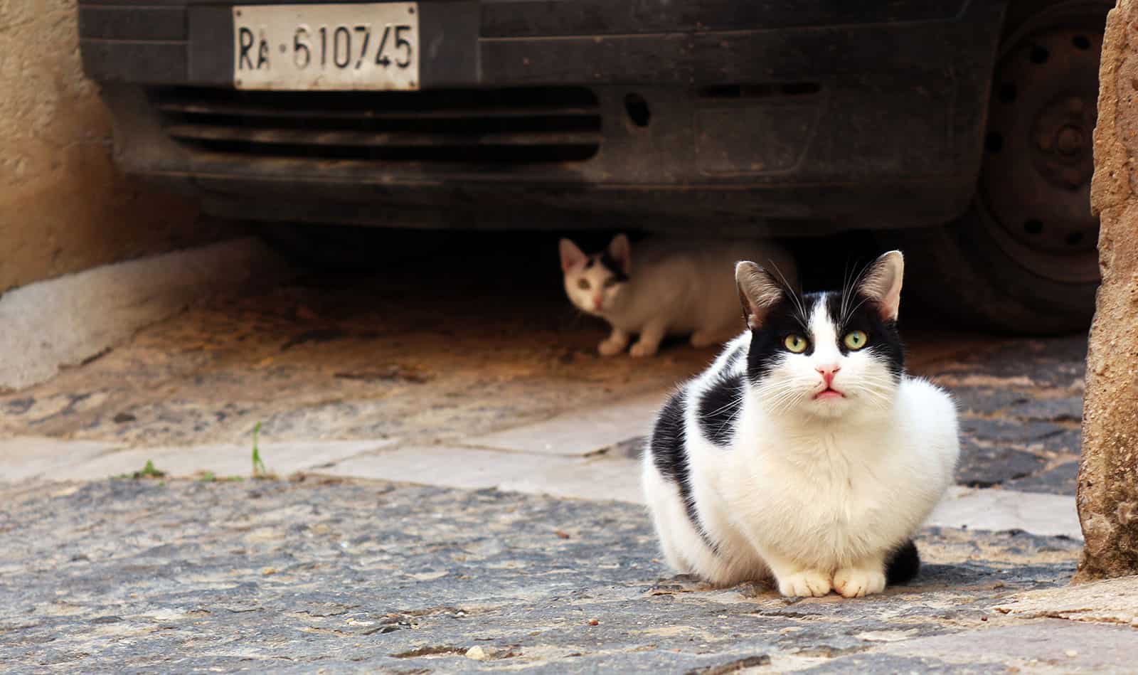 Two cats under a car in Italy.