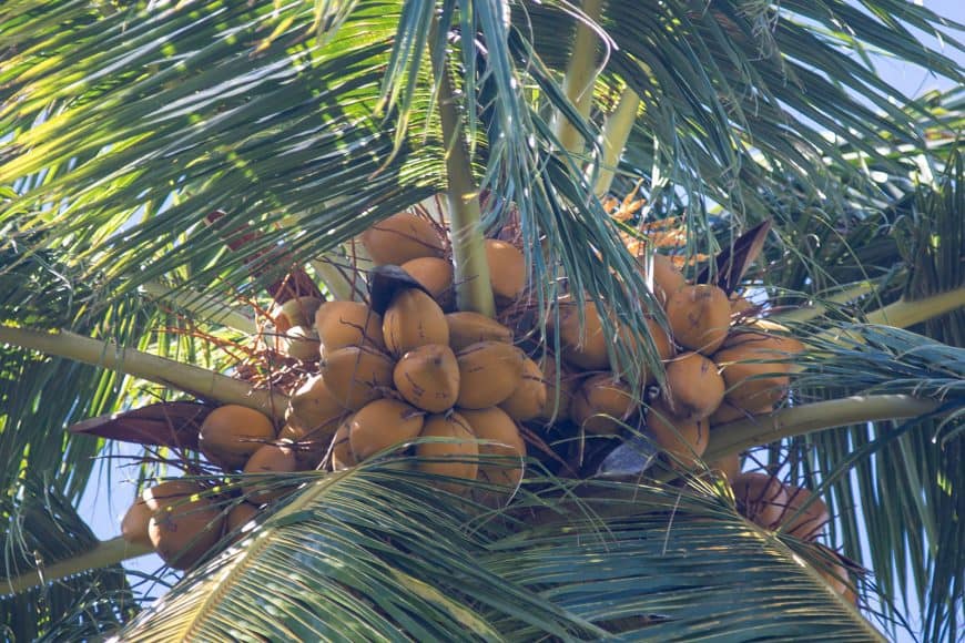 Coconut palm trees are personification of care free beach life but if one of those puppies falls on you, you have in best case problems and in worst case you are gone. You can hear a *thump* sound of a coconut hitting ground every now and then when walking through the jungle.