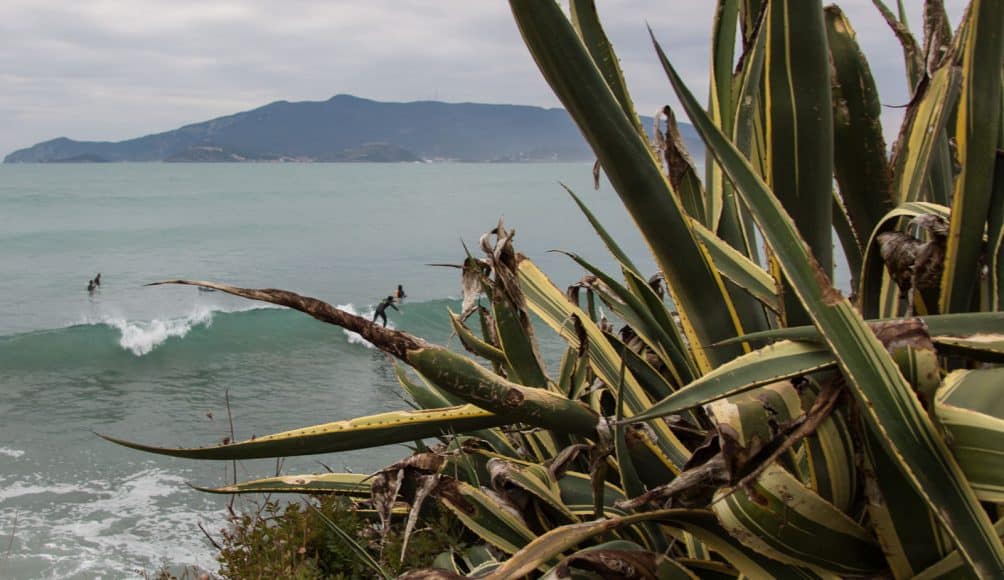 Mediterranean vegetation and waves.