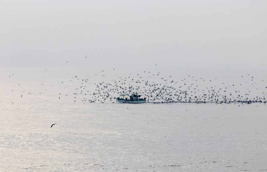 A cloud of seagulls is following this fishing boat back to port in Nazare, Portugal.