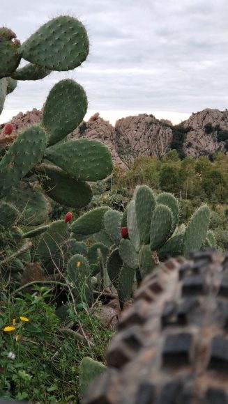 MTB dangers include lots of rocks and cactus infested trails.