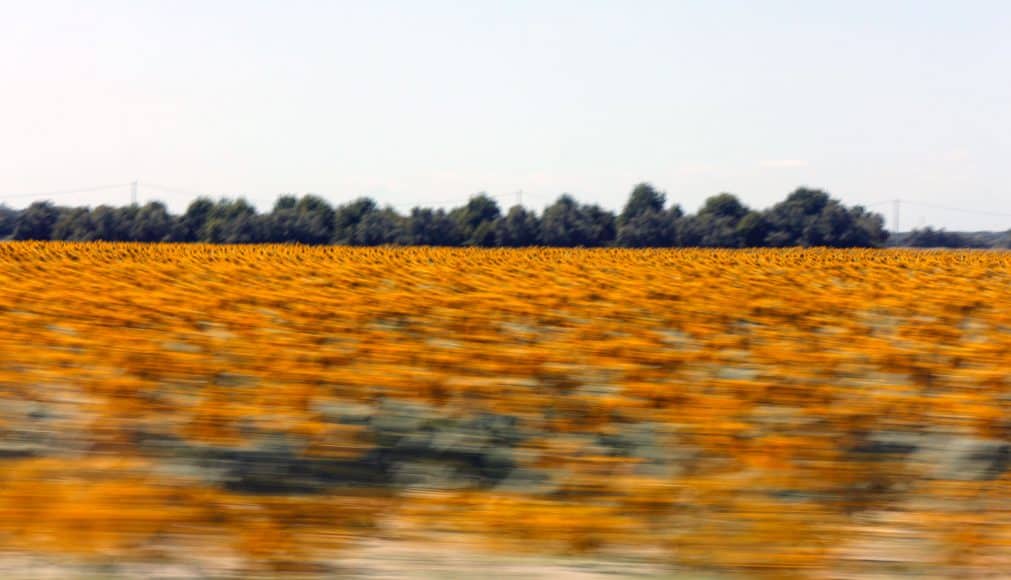 Usually quick photo snaps from the speeding vehicle turn into crap, but my fraction of a second ninja take-camera-from-backpack-point-and-shoot move resulted into quite pleasing photo of a sunflower field on our way to Italy for another summer session.