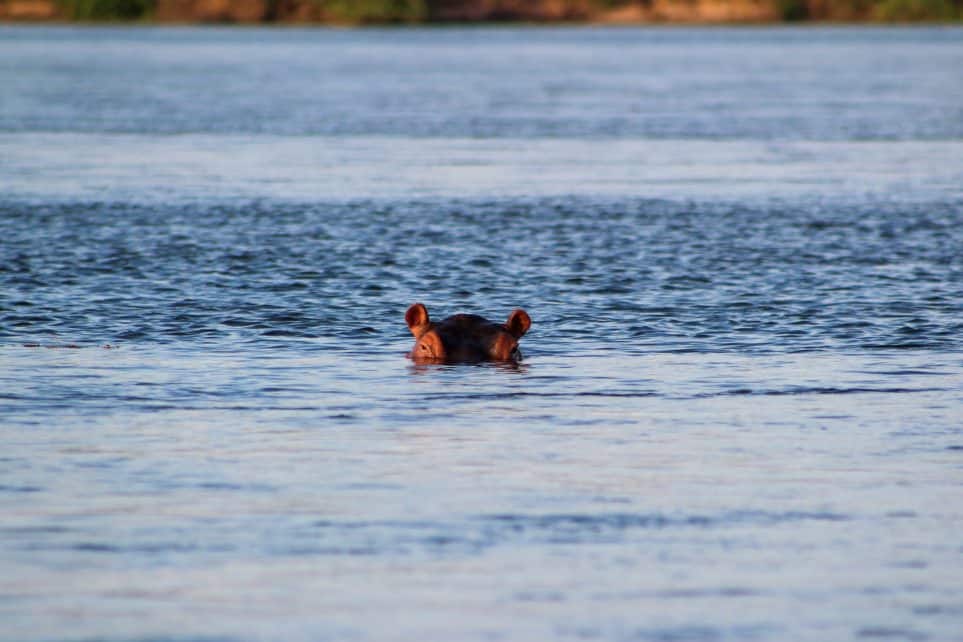 Hippo in the Zambezi river, Zimbabve, Zambia, Mozambique, Namibia, Angola